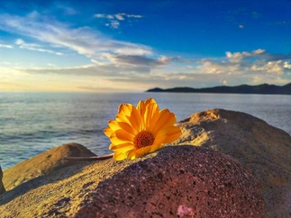 flower on rocks